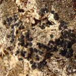 Buellia punctata