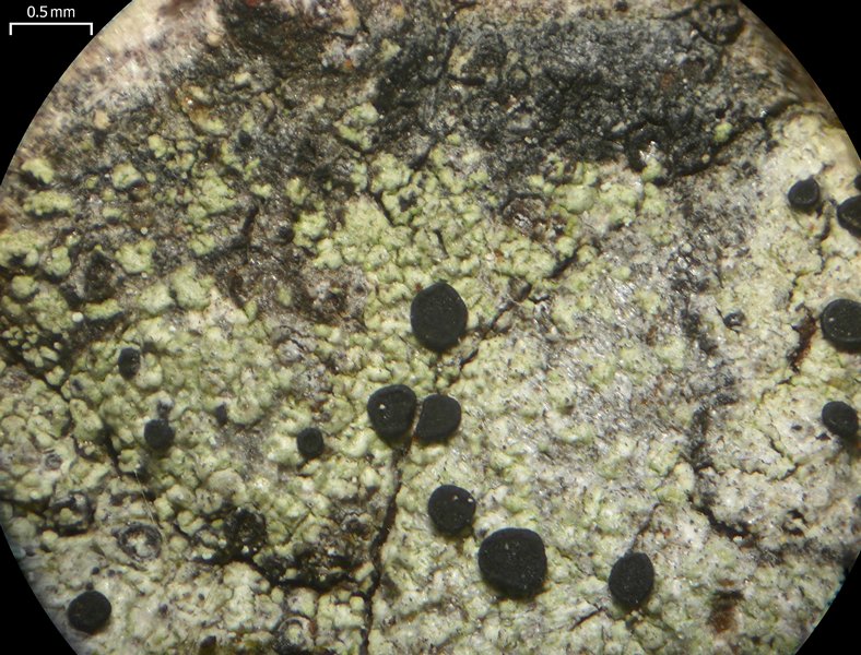 Buellia rubifaciens