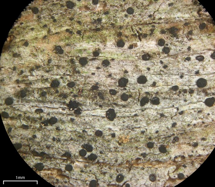 Buellia schaereri