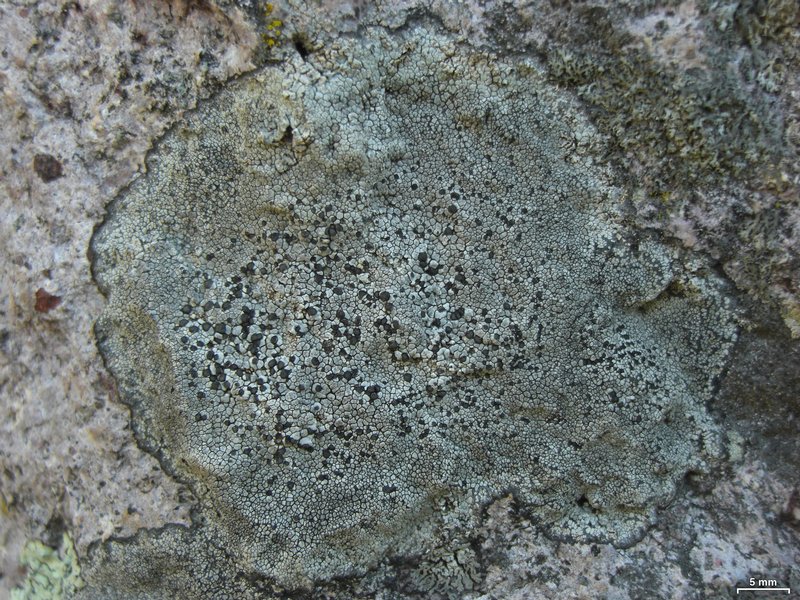 Buellia spuria