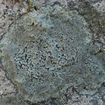 Buellia spuria
