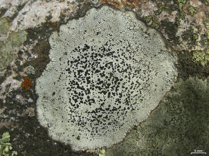 Buellia spuria