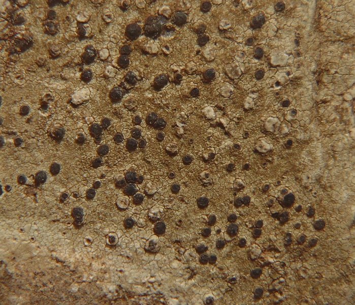 Buellia stigmatea