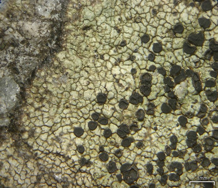 Buellia subaethalea