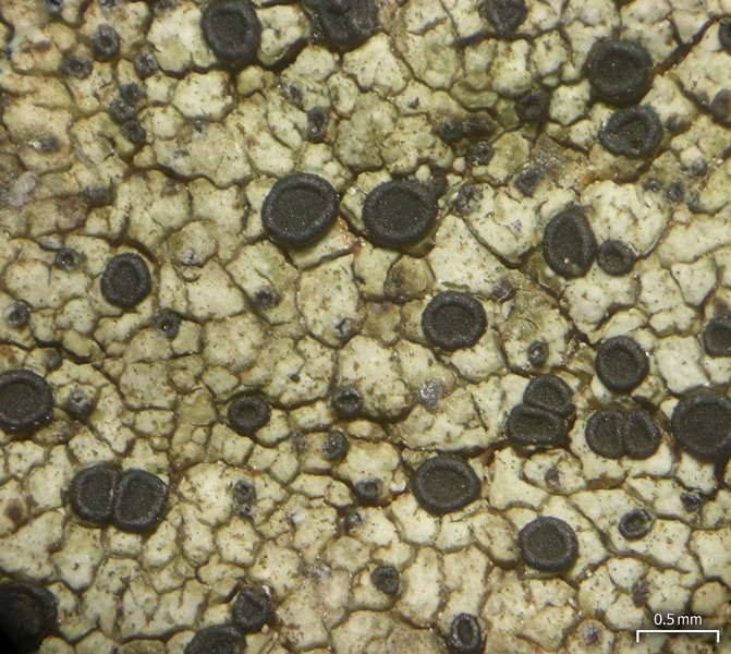Buellia subaethalea