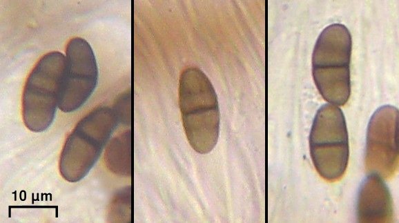 Buellia subaethalea
