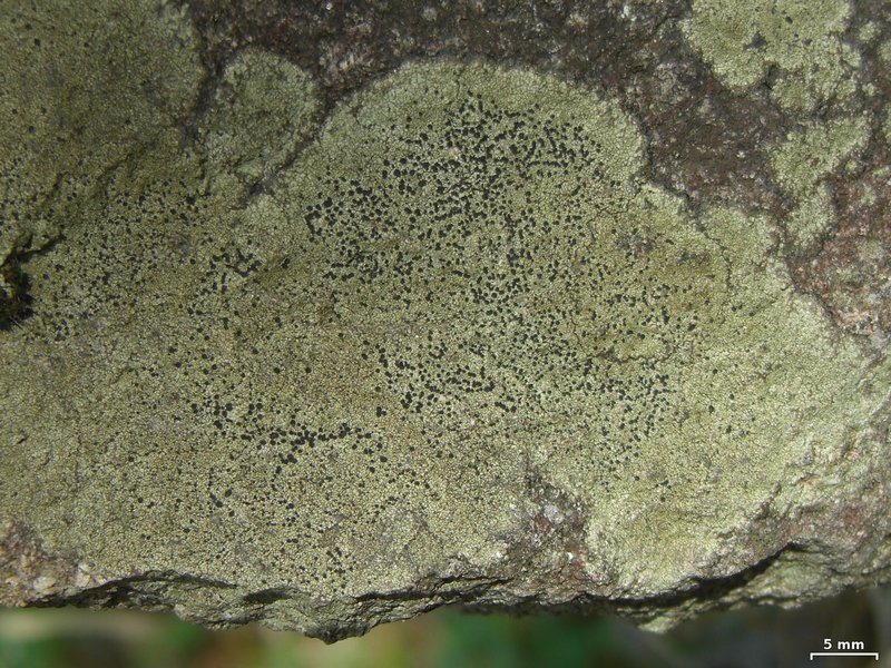 Buellia subaethalea
