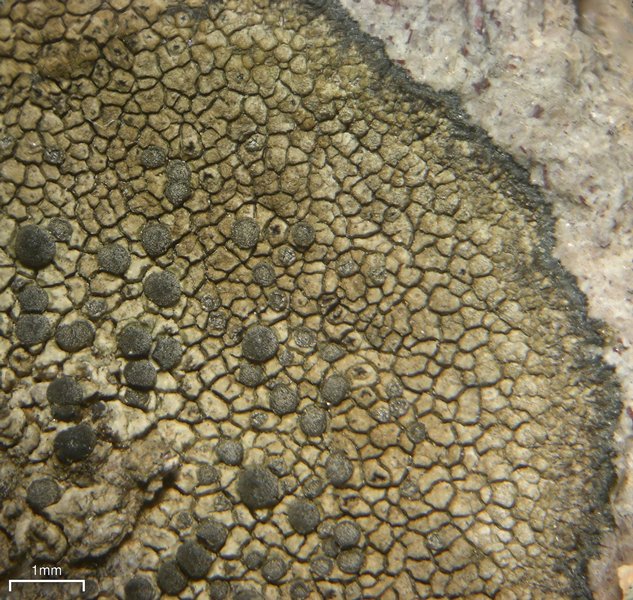 Buellia tesserata