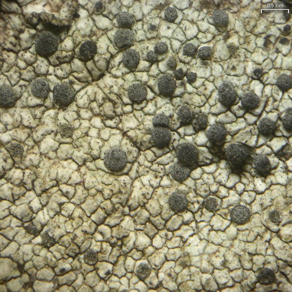 Buellia tesserata