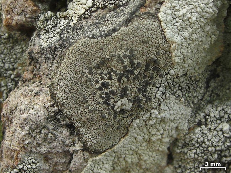 Buellia tesserata