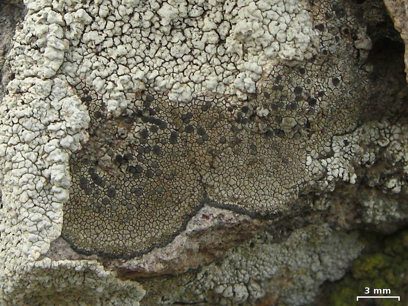 Buellia tesserata