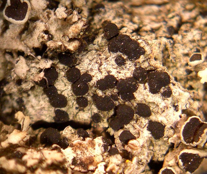 Buellia triseptata