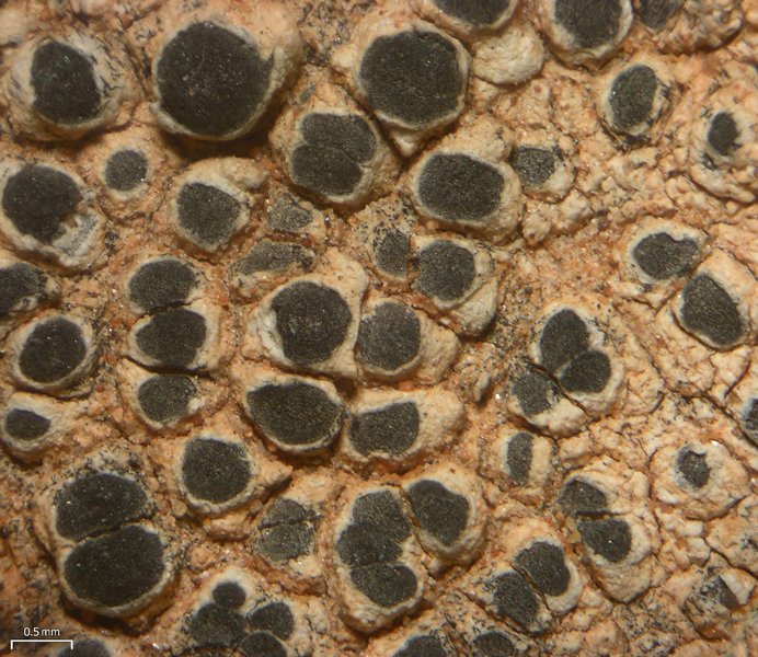 Buellia venusta