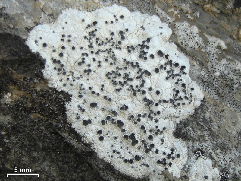 Buellia venusta