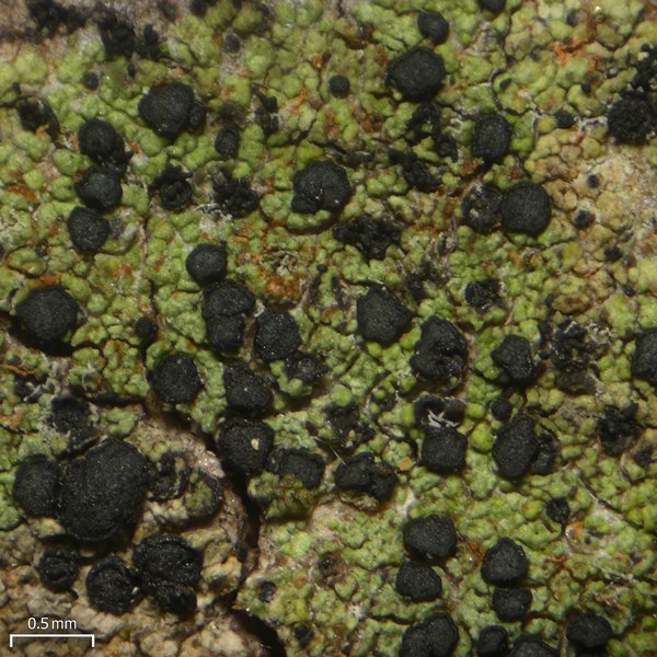 Buellia vernicoma