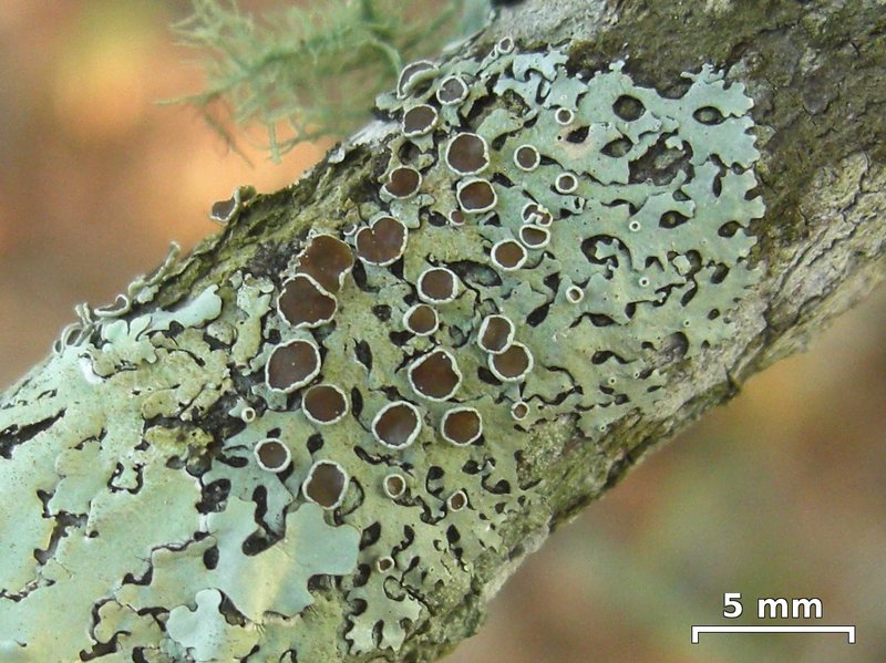 Bulbothrix confoederata