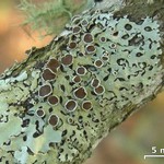 Bulbothrix confoederata