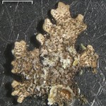 Bulbothrix confoederata