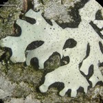 Bulbothrix confoederata