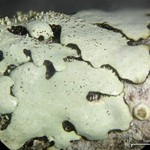 Bulbothrix isidiza