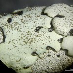 Bulbothrix isidiza