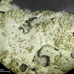 Bulbothrix isidiza