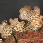 Bulbothrix isidiza
