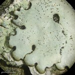 Bulbothrix isidiza