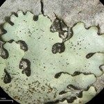 Bulbothrix isidiza
