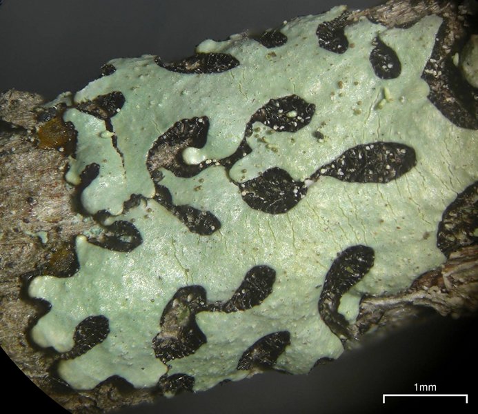Bulbothrix laevigatula