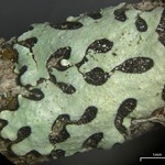Bulbothrix laevigatula