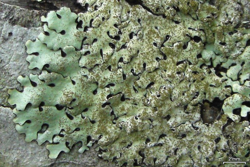 Bulbothrix laevigatula