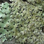 Bulbothrix laevigatula