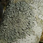 Bulbothrix scortella