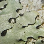 Bulbothrix scortella