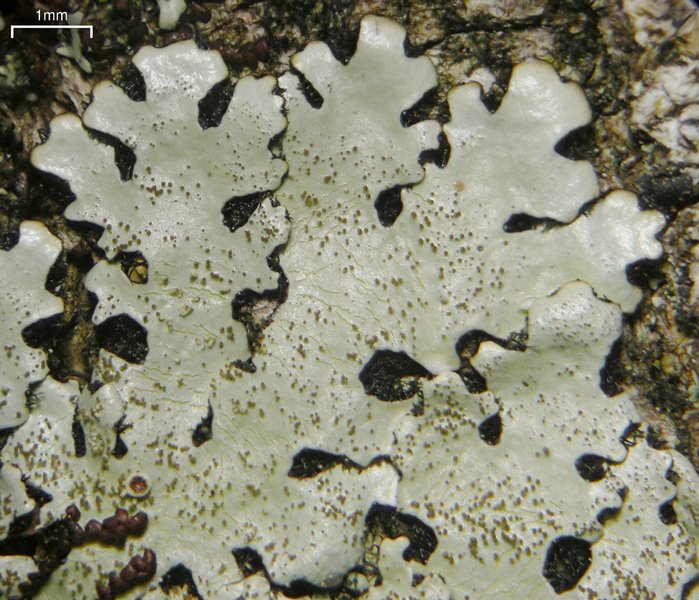 Bulbothrix scortella