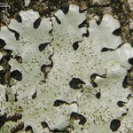 Bulbothrix scortella