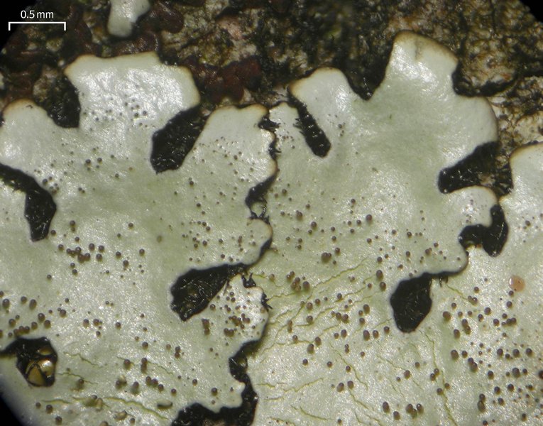 Bulbothrix scortella