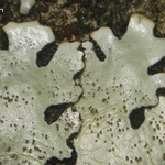 Bulbothrix scortella