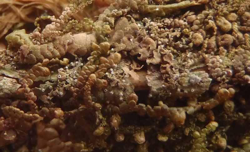 Byssoloma marginatum