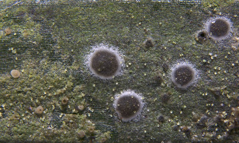 Byssoloma subdiscordans