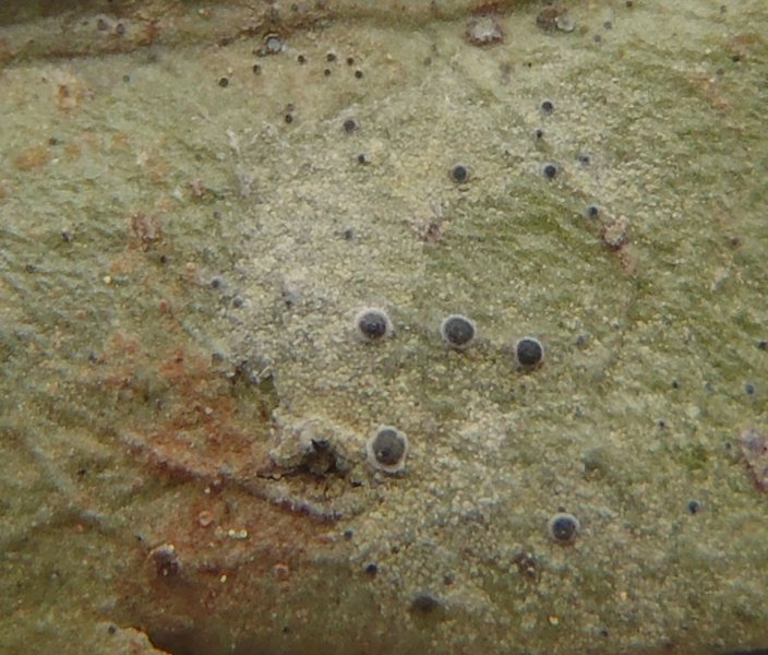 Byssoloma subdiscordans
