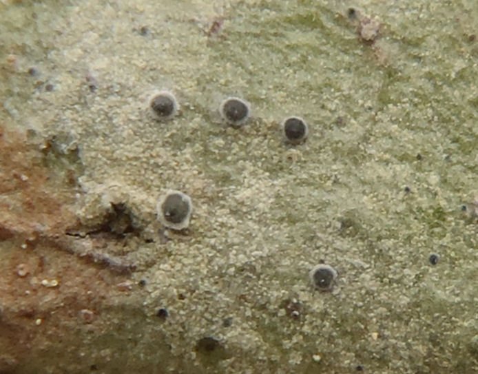 Byssoloma subdiscordans