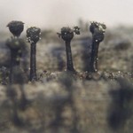 Calicium abietinum