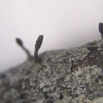 Calicium adaequatum