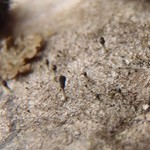 Calicium adaequatum