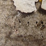 Calicium adaequatum