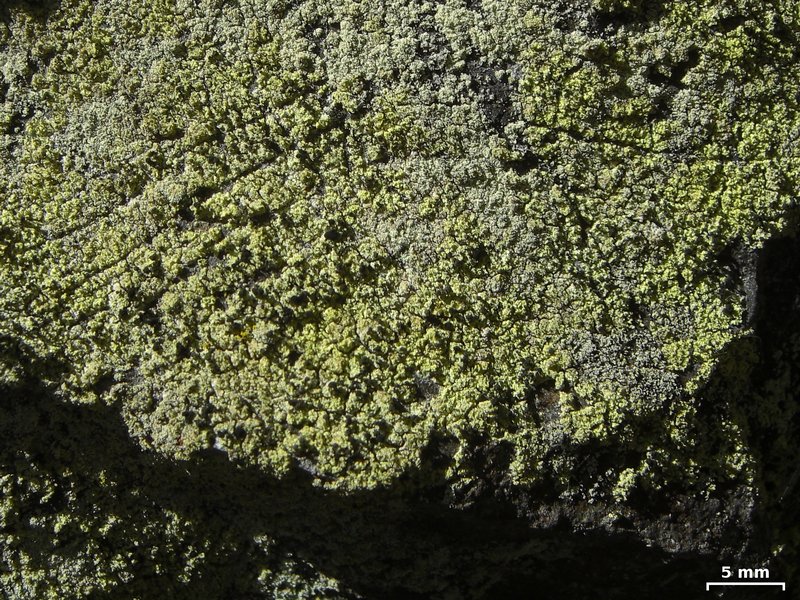 Calicium corynellum
