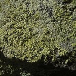 Calicium corynellum