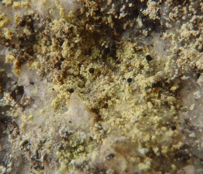 Calicium corynellum